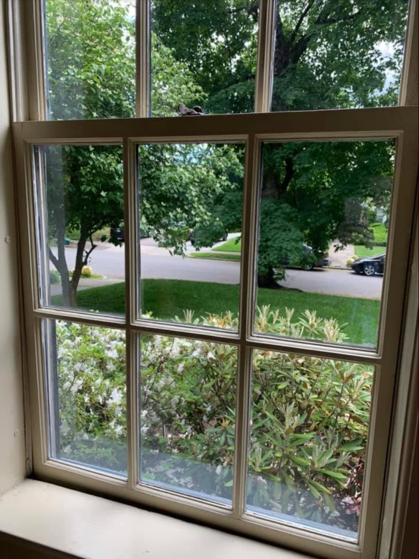 Sparkling clean window looking out to a green front yard
